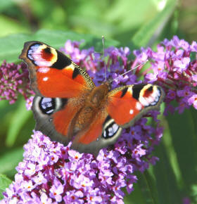 Peacock Butterfly very happy to sit on Buddleja flowers.