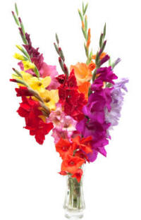 Gladiolus in vase flower arrangement.