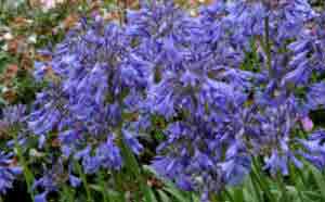 Agapanthus Midnight Midnight Blue. Clump forming perennial in border.