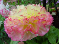 Ranunculus Turban Flowered Yellow and Pink.