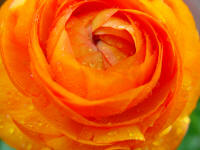 Ranunculus Bright orange