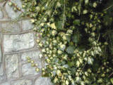 Hedera Golheart against wall