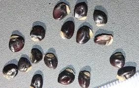 Akebia Seeds