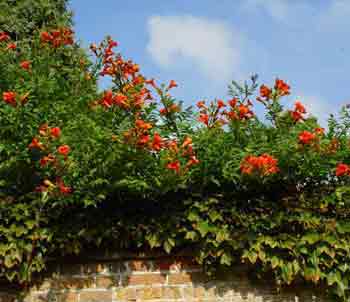 Campsis radicans over wall