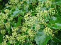 Hedera late flowering for bees pollen