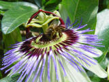 Passiflora caerulea - The common Passion Flower - Close up of spectacular flower.