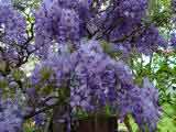 Wisteria sinensis - Blue flowered Climbing plant.
