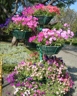 Hanging baskets with many flowers