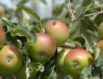  Cox Apples