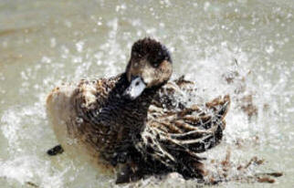 A Splashing Duck
