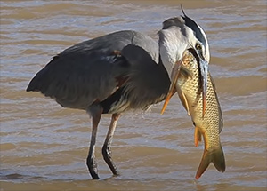 a Grey Heron consuming a large common carp