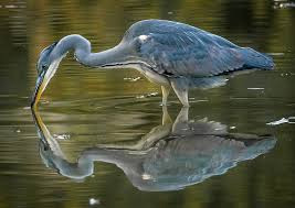 A Grey Heron in your Pond
