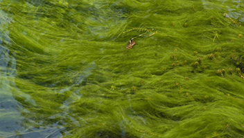 Filamentous Algae flowing in a stream