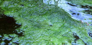 String Algae in your Pond
