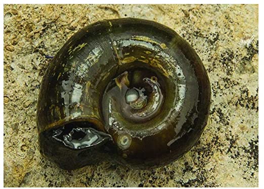 A Ramshorn Snail