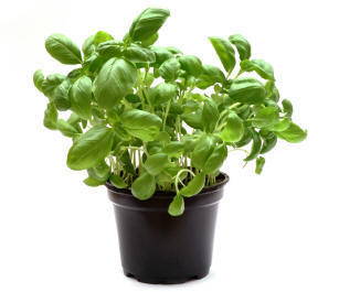 Basil Herb