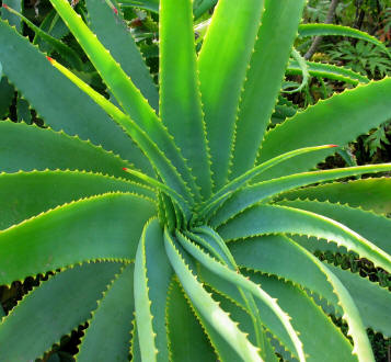 The Aloe Vera Plant has thick fleshy leaves - the source of the A vera Gel and Juice