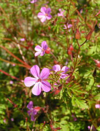 Herb Robert - Geranium robertianum