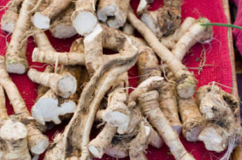 Horseradish roots