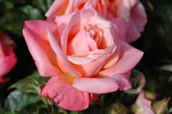 Silver Jubilee Rose