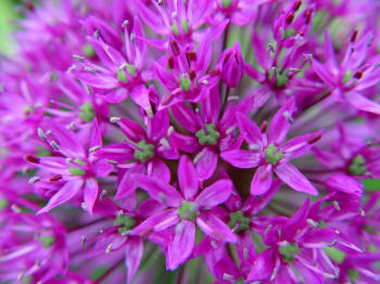 Allium close up