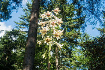 Gian Himalayan Lily - crdiocrinum