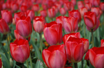 Flush ounk tulips