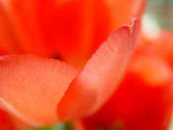 Red-Tulip