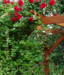 A sturdy pergola is necessary for growing a wide range of plants such as climbing roses etc. Stability is very important, for when in leaf, the plants will act as a 'sail' in strong winds 