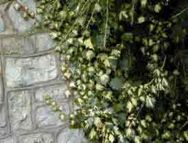 Hedera helix Goldheart or gold Heart. Foliage against grey stone wall