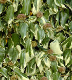Hedera colchia Dentata Variegata - golden variegated climbing evergreen