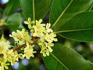 Osmanthus Fragrans