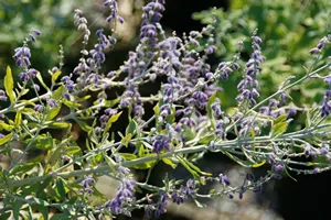 Perovskia atriplicifolia Little Spire