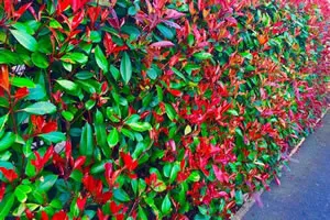 Photinia Red Robin