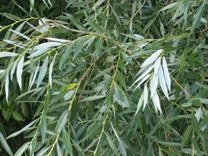 Salix Alba