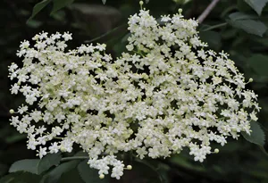 Sambucus
