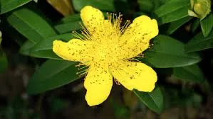 St Johns Wort
