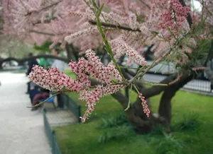 Tamarix-pentandra-flowers