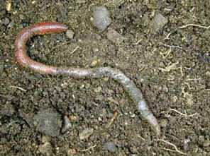 Earthworms in Gardens 
