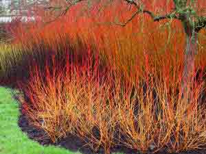Masses of winter stems from Cornus and Willows
