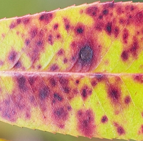 Photinia Red Robin leaf spot