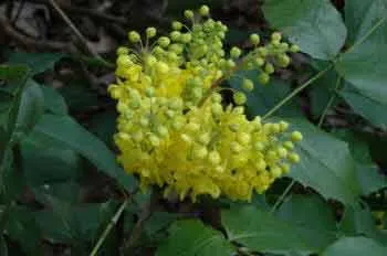 Mahonia aquifolium Apollo