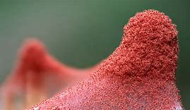 red-spider-mite-colony