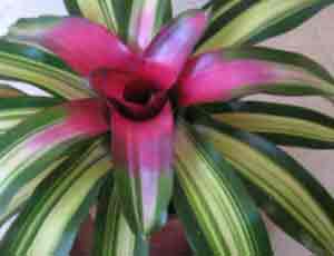 Blushing Bromeliads