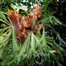 The Stags Horn Fern - indoors