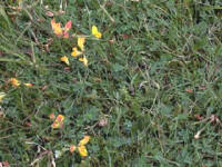 Birdsfoot trefoil lawn weed