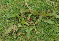 Dock leaves in the lawn