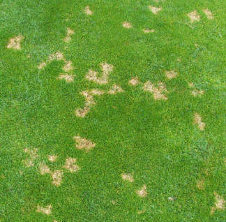 Dollar Spot Disease in Lawns