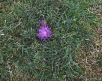 Dwarf thistle a lawn weed that can be uncomfortable!