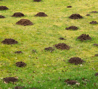 Mole hills on your lawn